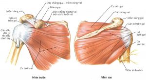 viêm bao hoạt dịch khớp vai là gì