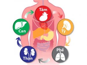 Tạng can và các tạng phủ khác trong cơ thể