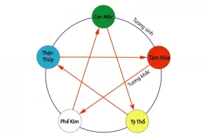 Tạng tỳ trong cơ thể