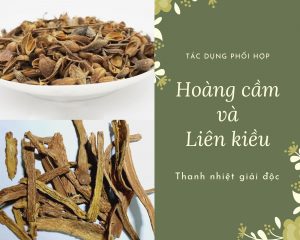 Tác dụng giải độc của Hoàng Cầm và Liên kiều